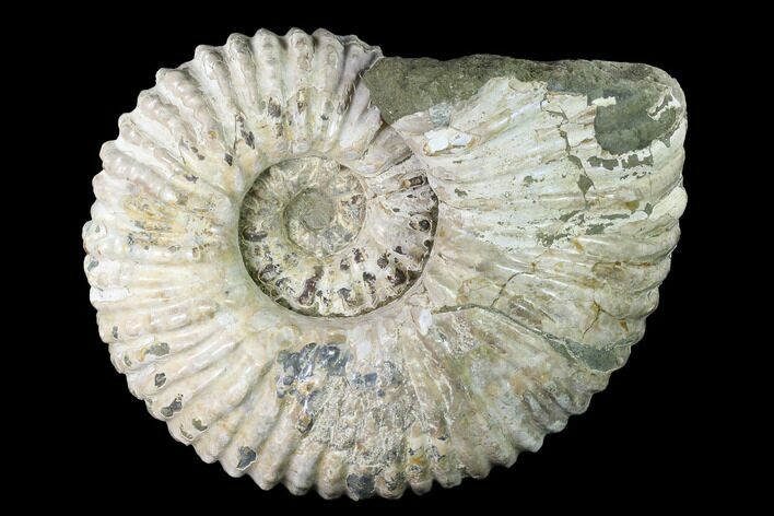 Huge, Tractor Ammonite (Douvilleiceras) Fossil - Madagascar #142945